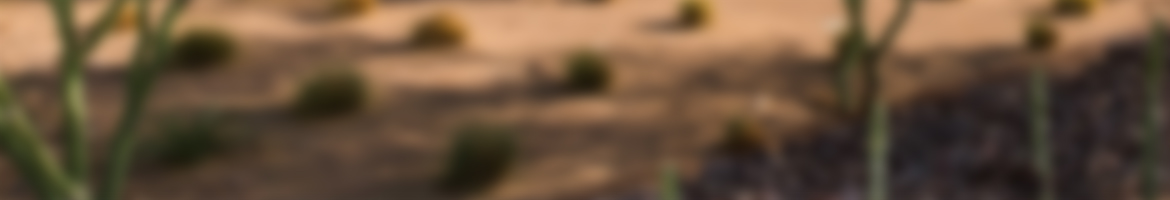 Blurry image of plants and trees